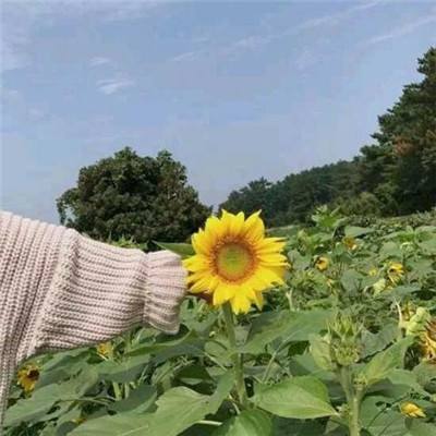 火影忍者巅峰对决中文版下载